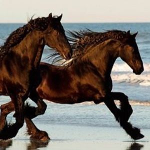 Meet your Posher, Dana